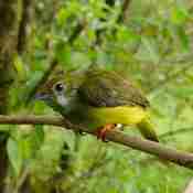 White-collared Manakin